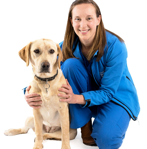 Corgi Dogs - Pet Blog