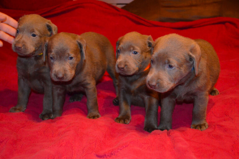Discover the Exceptional AKC Silver Lab Puppies at DLime Ranch in