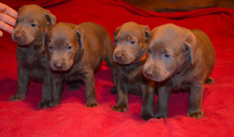 Discover the Exceptional AKC Silver Lab Puppies at DLime Ranch in Central Texas