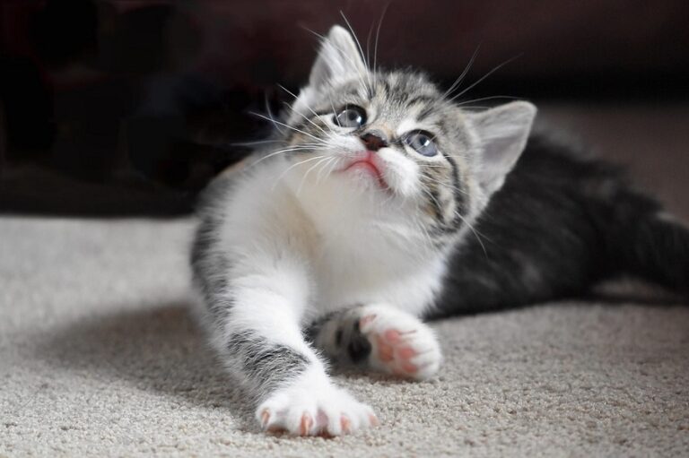 First Days with Fluffy Understanding Your New Kitten's Behavior