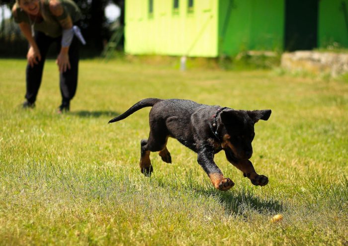The Best 20 Dog Training Tips And Tricks