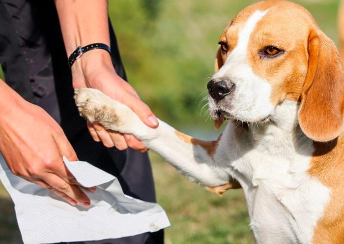 The Rising Trend of Eco Friendly and Organic Pet Wipes What You Need to Know