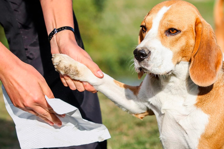 The Rising Trend of Eco Friendly and Organic Pet Wipes What You Need to Know