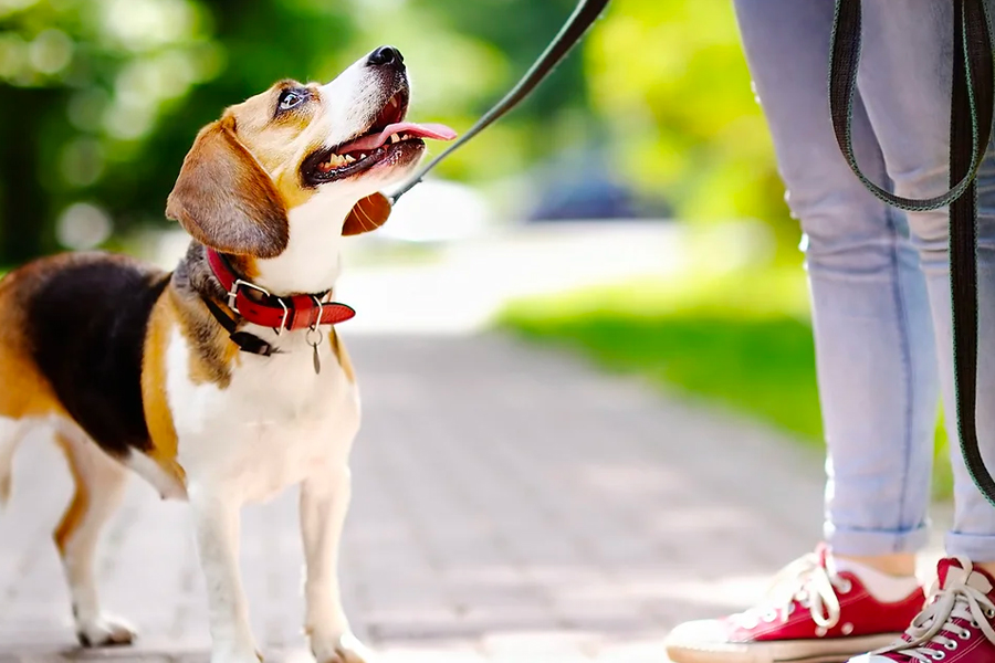 3 Ways Hiring a Dog Walker Can Improve Your Dog's Health and Happiness