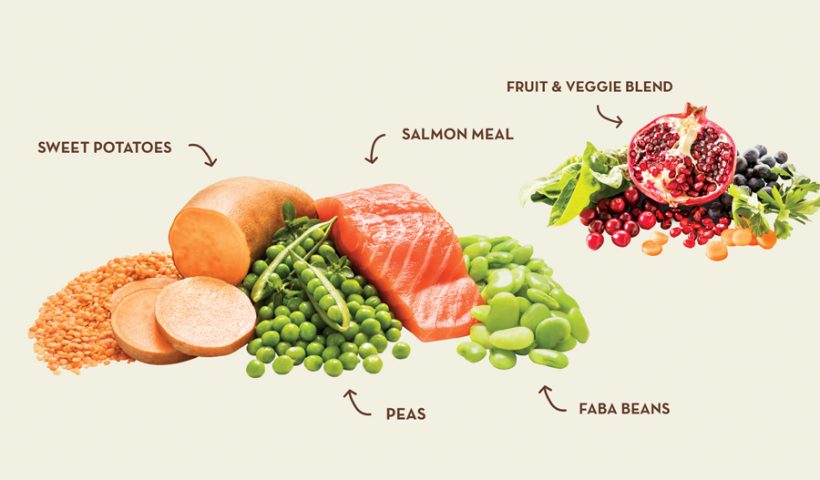 A Guide to Choosing the Perfect Salmon Flavored Dog Food for Your Puppy