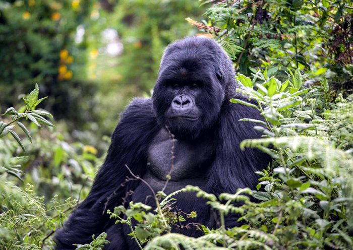 Gorilla Conservation Challenges and Efforts to Preserve Endangered Species