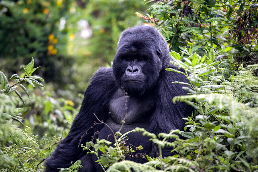 Gorilla Conservation Challenges and Efforts to Preserve Endangered Species