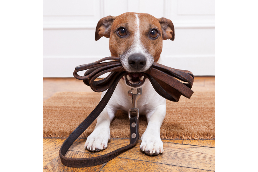 Mastering the Art of Using a Leash for Dogs