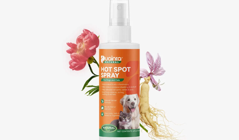 Dog Skin Rash Treatment Causes Remedies and When to See a Vet