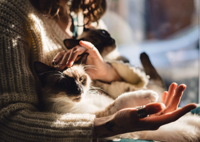 10 Things You Might Be Getting Wrong About Cat Cafes