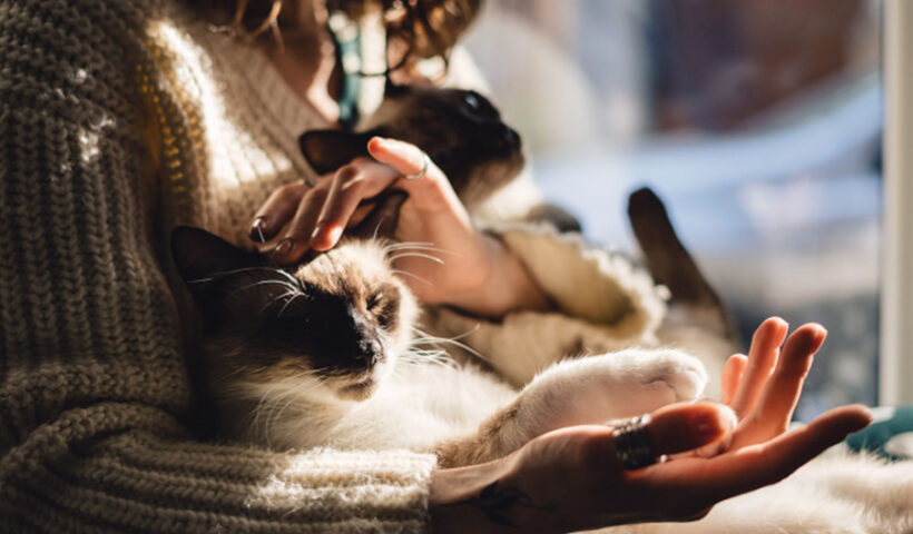 10 Things You Might Be Getting Wrong About Cat Cafes