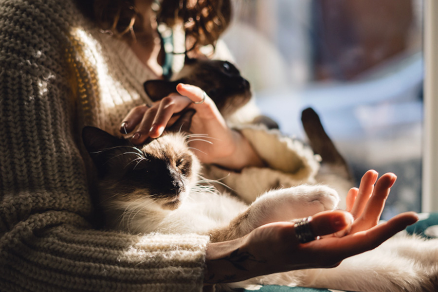 10 Things You Might Be Getting Wrong About Cat Cafes