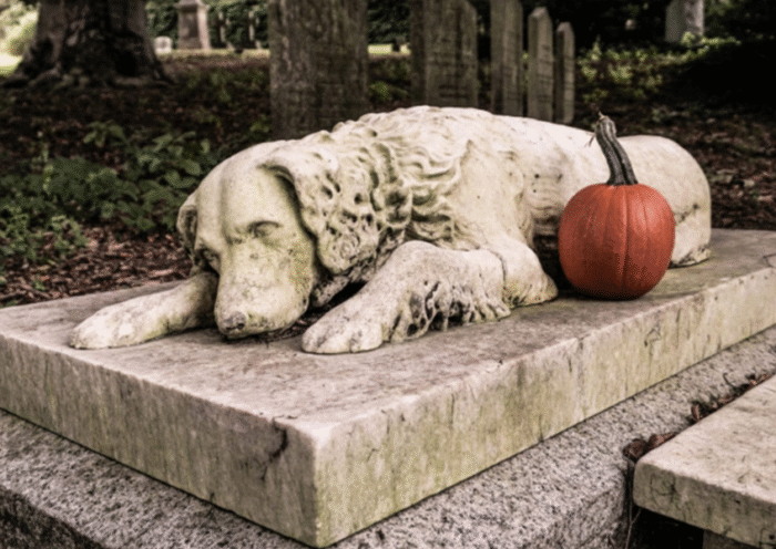 Honouring Lifelong Companions Why a Pet Cemetery Offers Comfort Closure and Care