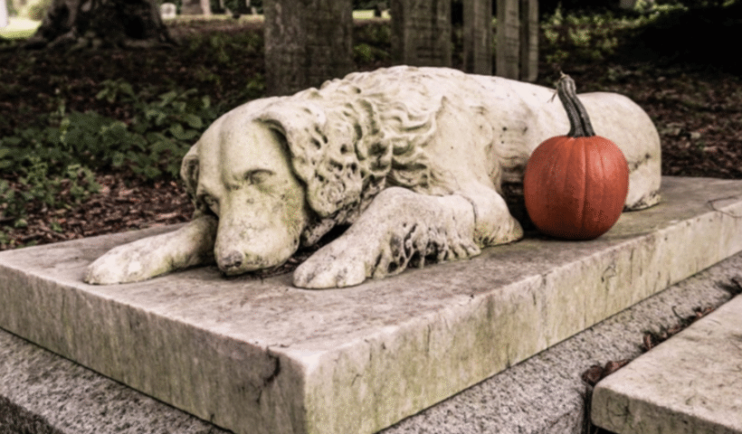 Honouring Lifelong Companions Why a Pet Cemetery Offers Comfort Closure and Care