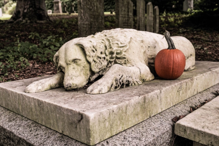 Honouring Lifelong Companions Why a Pet Cemetery Offers Comfort Closure and Care