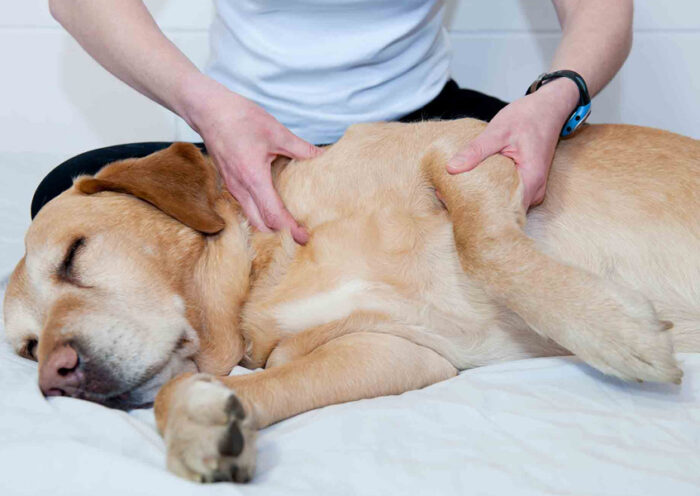 Medical Massage How It Transformed My Dogs Recovery Journey