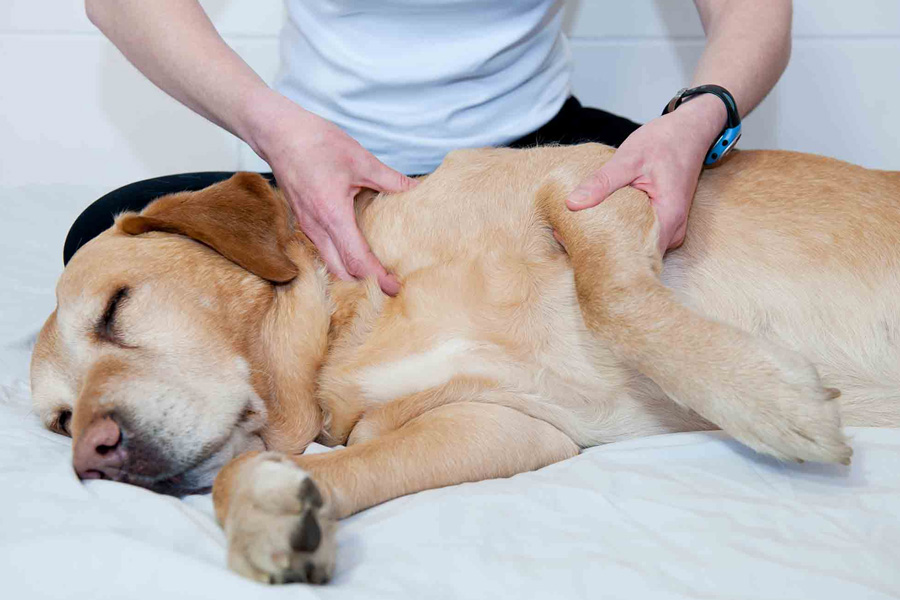 Medical Massage How It Transformed My Dogs Recovery Journey