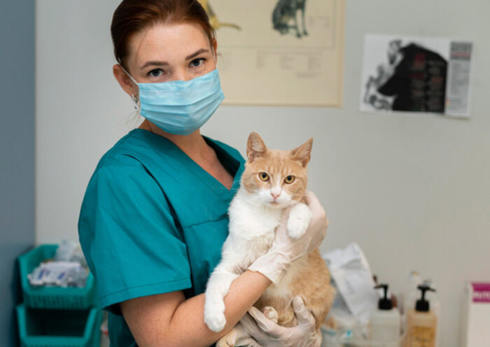 What to Expect from a Specialist Orthopaedic Vet at a Dog Hospital in Singapore