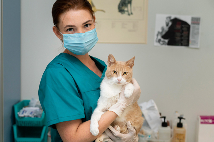 What to Expect from a Specialist Orthopaedic Vet at a Dog Hospital in Singapore