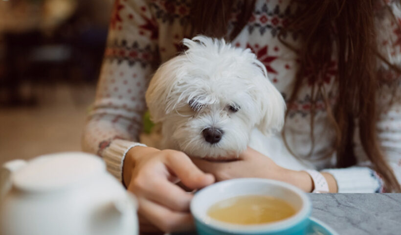 What to Expect from a Dog Cafe in Singapore Food Play and Pawsitivity