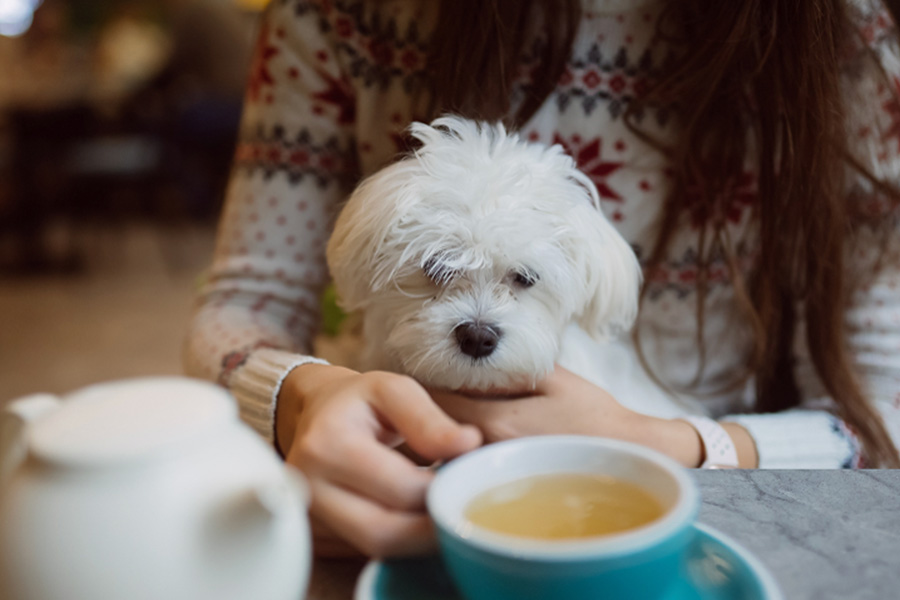 What to Expect from a Dog Cafe in Singapore Food Play and Pawsitivity