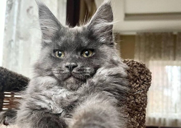 Maine Coon Kittens Playful Intelligent and Incredibly Loving