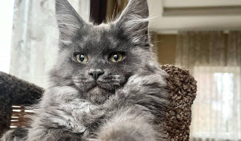 Maine Coon Kittens Playful Intelligent and Incredibly Loving