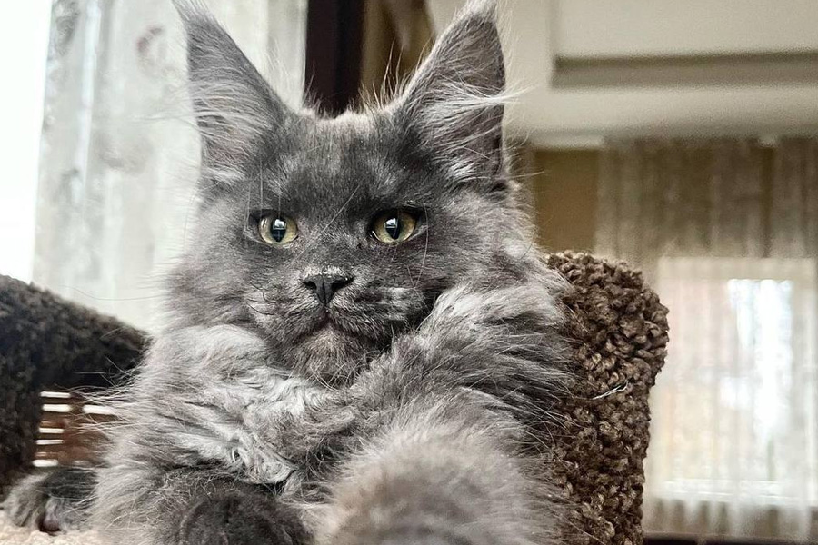 Maine Coon Kittens Playful Intelligent and Incredibly Loving