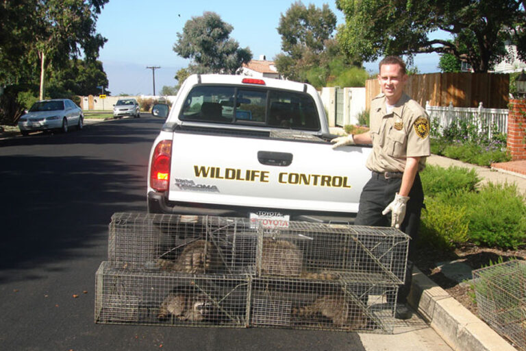 Animal Control The Professional Guard: How to Choose the Best Animal Control Company