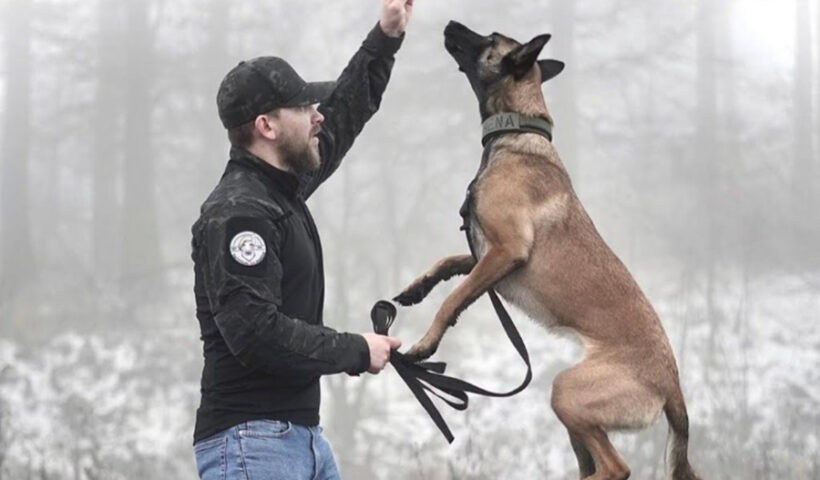 Trained Protection Dogs for Sale What to Know