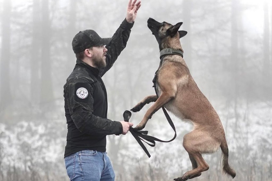 Trained Protection Dogs for Sale What to Know