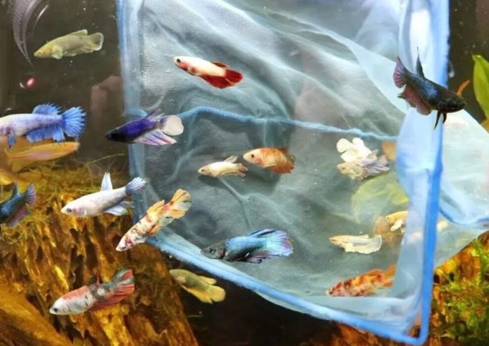 Betta Fighting Fish The Complete Guide for New and Experienced Keepers
