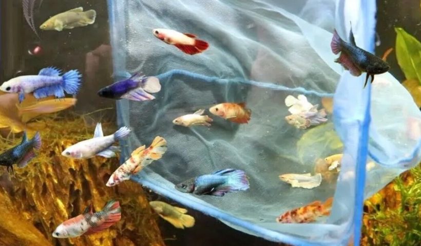Betta Fighting Fish The Complete Guide for New and Experienced Keepers