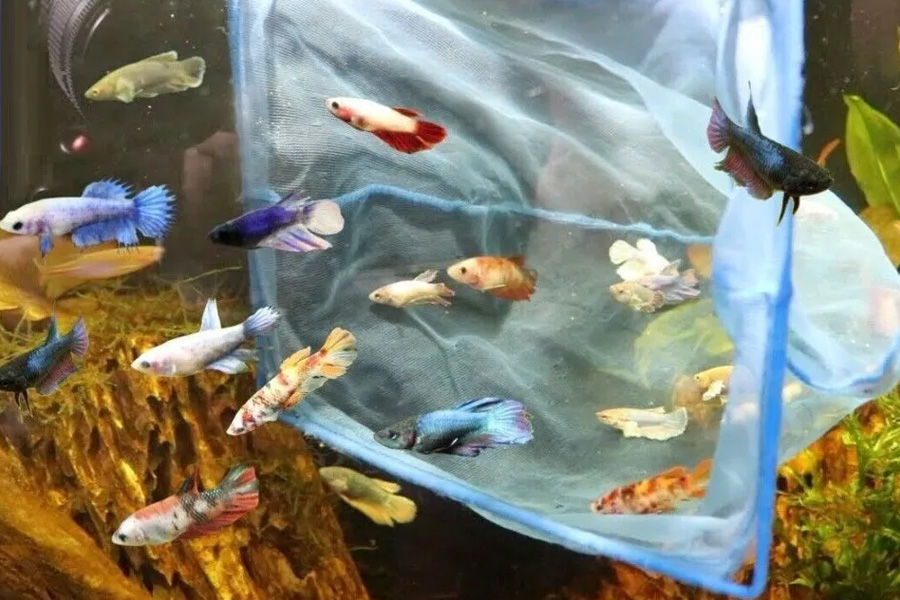 Betta Fighting Fish The Complete Guide for New and Experienced Keepers