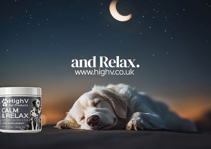 Bonfire Night With a Nervous Dog The Plan Starts in September