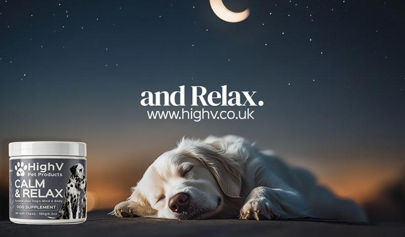 Bonfire Night With a Nervous Dog The Plan Starts in September