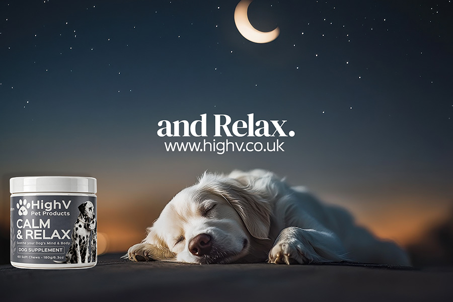 Bonfire Night With a Nervous Dog The Plan Starts in September