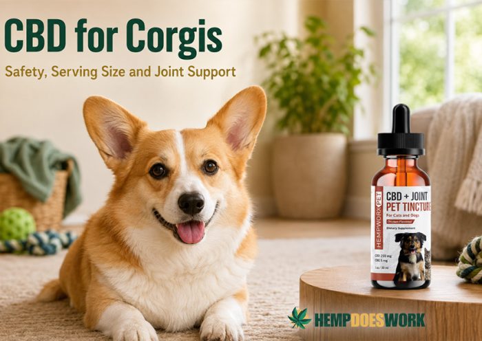 CBD for Corgis Safety Serving Size and Joint Support