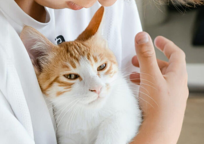 A Pet Owners Guide To Feline Gastroenteritis In Cats