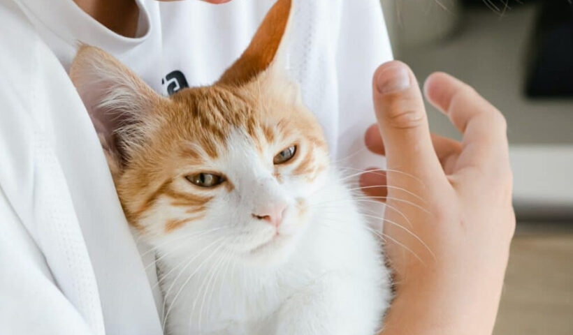 A Pet Owners Guide To Feline Gastroenteritis In Cats