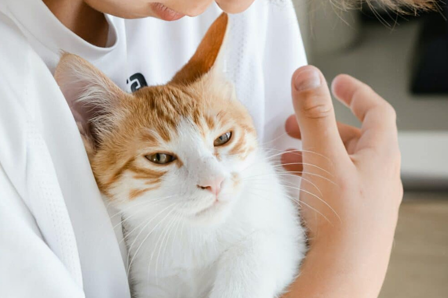 A Pet Owners Guide To Feline Gastroenteritis In Cats
