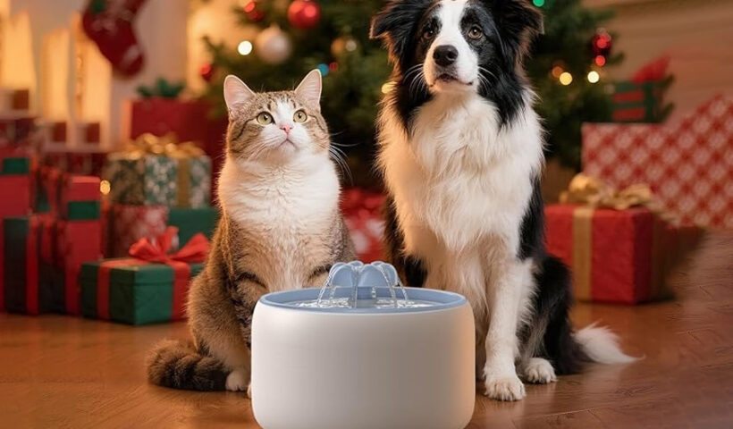 Top 10 Best Cat Water Fountains in 2026
